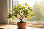 盆栽无花果种植技术,盆栽无花果种植方法