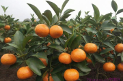 沙糖桔苗种植技术视频,沙糖桔苗种植技术视频教学