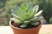 多肉植物怎么种植技术,多肉植物种植的方法?