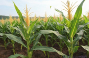 玉米的种植方法和技术,玉米的种植技术和管理
