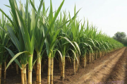 种植甘蔗管理技术,如何种植甘蔗与管理