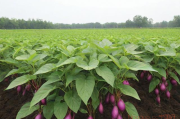 紫山药种植技术,紫山药种子种苗价格