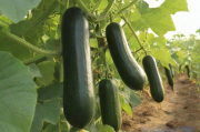 广东黑皮冬瓜种植技术,广东黑皮冬瓜种植技术视频