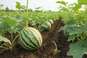 西瓜种植技术全部过程,西瓜种植技术全部过程图片