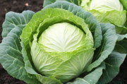 球生菜种植技术与管理,球生菜的种植方法和时间