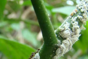 烟粉虱,农业害虫的“隐形杀手”
