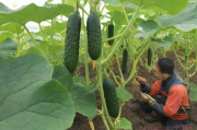 黄瓜种植方法和技术,黄瓜种植方法和技术全过程