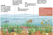 藻类生物质动力求书目录 (藻类生物质动物是什么)