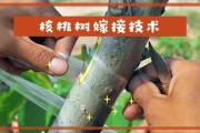 核桃嫁接技术和期间 (核桃嫁接技术视频)