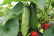 草莓丝瓜种植技术视频,草莓丝瓜种植技术视频教程