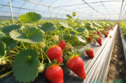 大棚草莓种植技术大全,大棚草莓种植注意事项