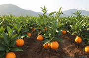 红江橙种植技术视频,红江橙果苗