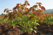 香椿的种植技术,香椿的种植技术要点