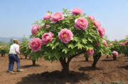 牡丹树种植技术,牡丹花树苗的种植和管理