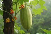 野生八月瓜种植技术,野生八月瓜几年结果