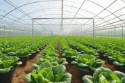 蔬菜大棚种植技术竞争,蔬菜大棚种植技术竞争有哪些
