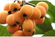 枇杷不嫁接可以结果吗 (枇杷不嫁接可以种吗)