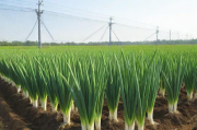 大葱苗种植技术,大葱育苗种植技术