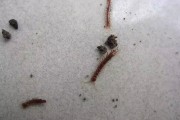 地里虫多怎么彻底灭虫 (地里虫多怎么办)