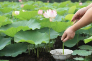 荷花碗莲种植技术视频,荷花碗莲种植方法和注意事项