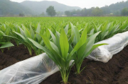 地膜白芨种植技术,地膜白芨种植技术要点