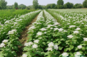 白花前胡种植技术视频,白花前胡种植技术视频讲解