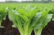 贡菜种植技术,贡菜种植技术及病害