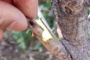 树木嫁接有几种方法图解 (树木嫁接有几种方法)