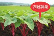 红芋种植技术,红芋苗的功效与作用禁忌
