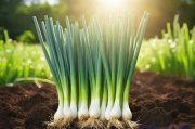 小葱的种植技术和方法,小葱的种植技术和方法图片