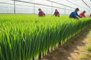 大棚韭菜种植技术图片,大棚种韭菜能挣钱吗