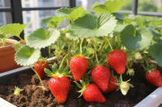 草莓阳台种植技术及日常管理,草莓在阳台,用什么种,比较好