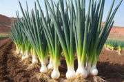 陕北红葱的种植技术,陕北红葱产量