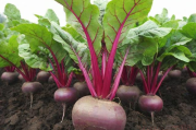 红叶甜菜种植技术,红甜菜叶的功效与作用