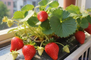 草莓种植与管理技术,草莓种植与管理技术阳台