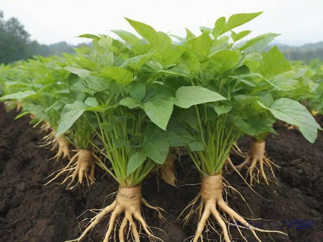 石参种植技术,石参根种植多久可收成