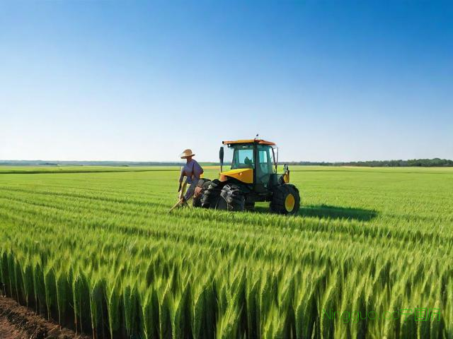 一年生黑麦草种植技术,多年生黑麦草种植技术视频
