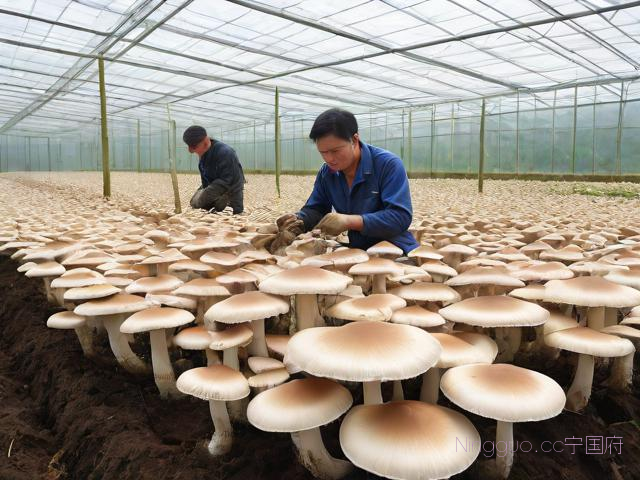 平菇的种植与栽培技术,平菇的种植法