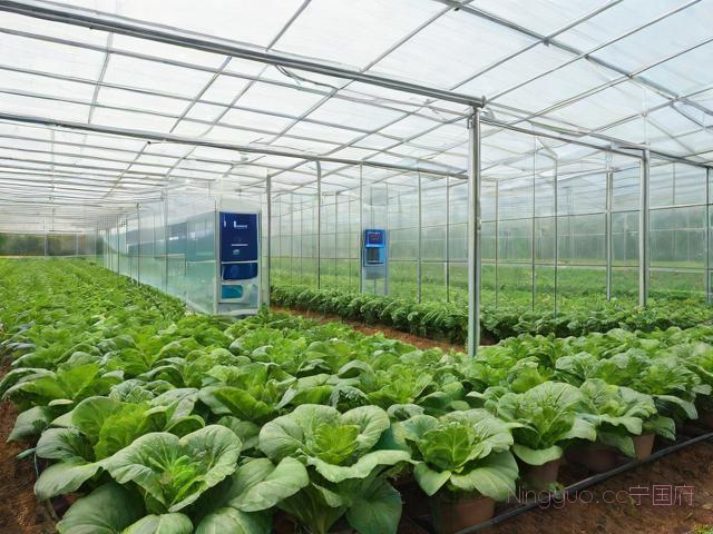 现代蔬菜大棚种植技术,现代化大棚蔬菜种植