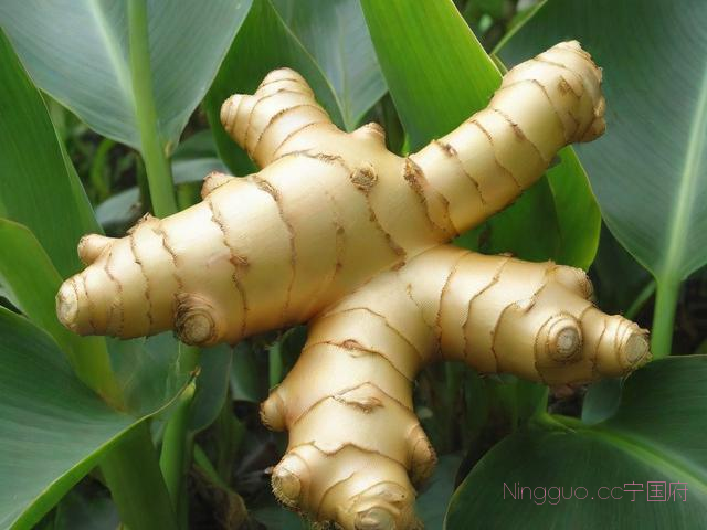 黄姜的种植技术,黄姜的种植方法及栽培技术视频