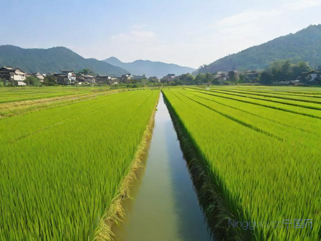 水上稻谷的种植技术,水上稻谷的种植技术要点