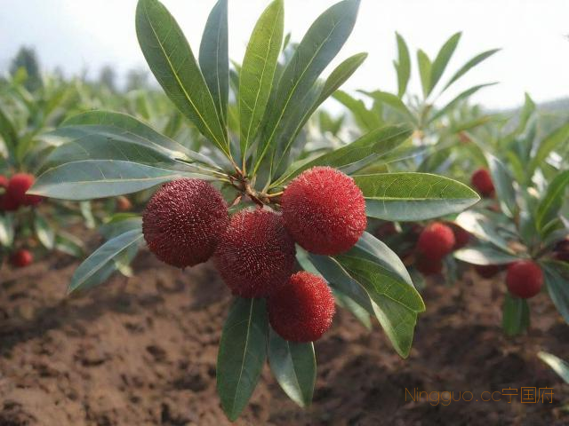 东魁杨梅树种植技术,东魁杨梅适宜的种植条件是什么?