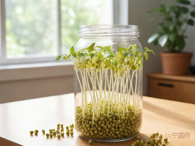 绿豆芽苗菜种植技术,绿豆芽苗菜的做法大全