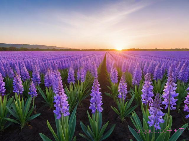 紫花白芨种植管理技术,紫白芨花图片
