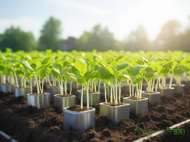 全自动芽苗菜种植技术,全自动芽苗菜机多少钱一台