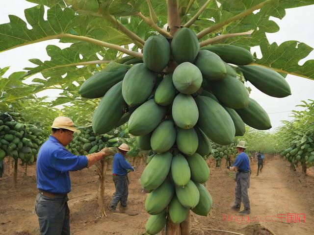 药木瓜种植技术,药木瓜种植技术与管理