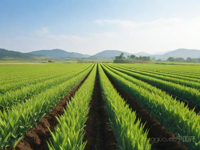 麦冬的高产种植技术施肥,麦冬种植与管理