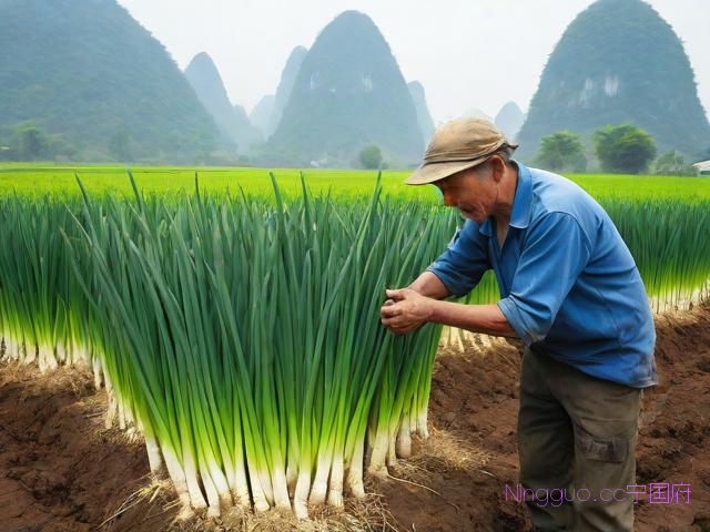 广西种葱种植技术视频,种葱视频教程