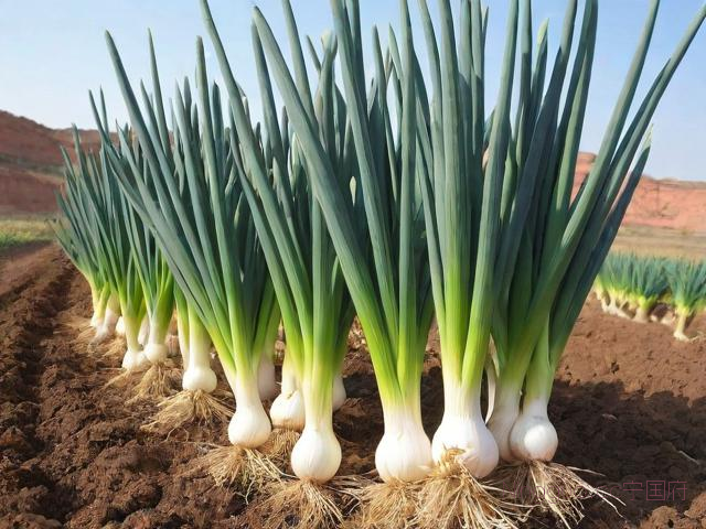 陕北红葱的种植技术,陕北红葱产量