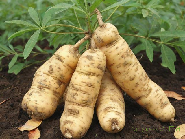 天麻的种植技术,天麻的种植技术,如何种植天麻